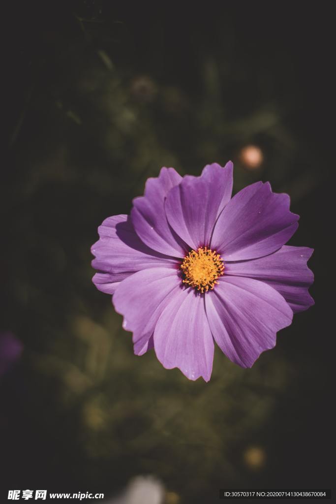 鲜花