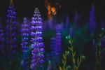 鲜花