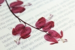 鲜花