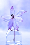 鲜花