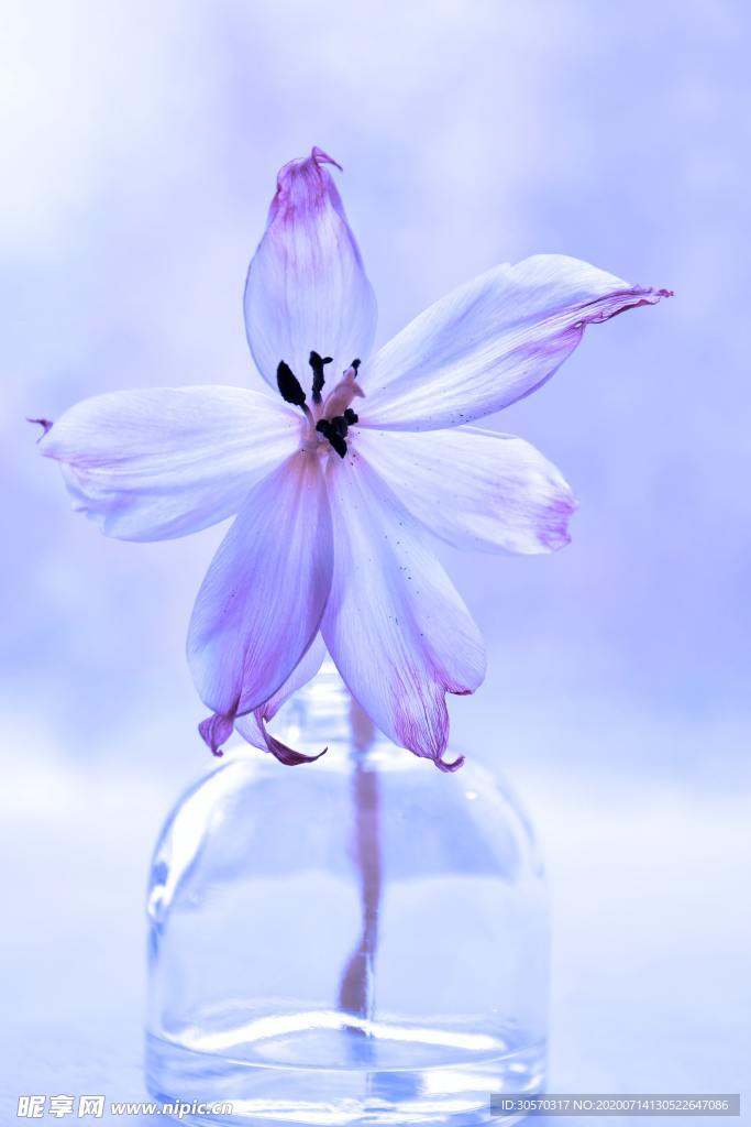 鲜花