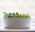 植物
