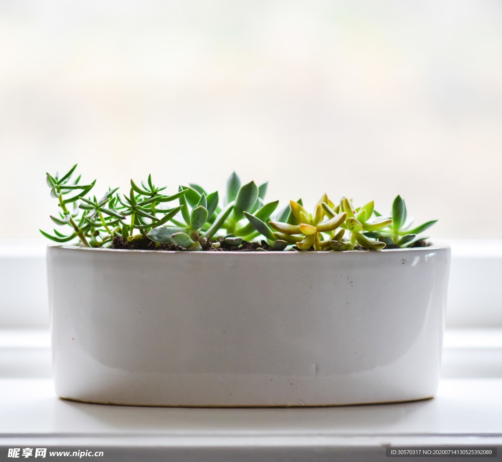 植物