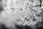 鲜花