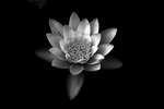 鲜花