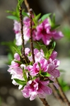 鲜花
