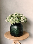 植物