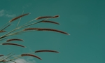 植物