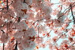 鲜花