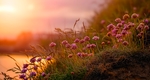 鲜花