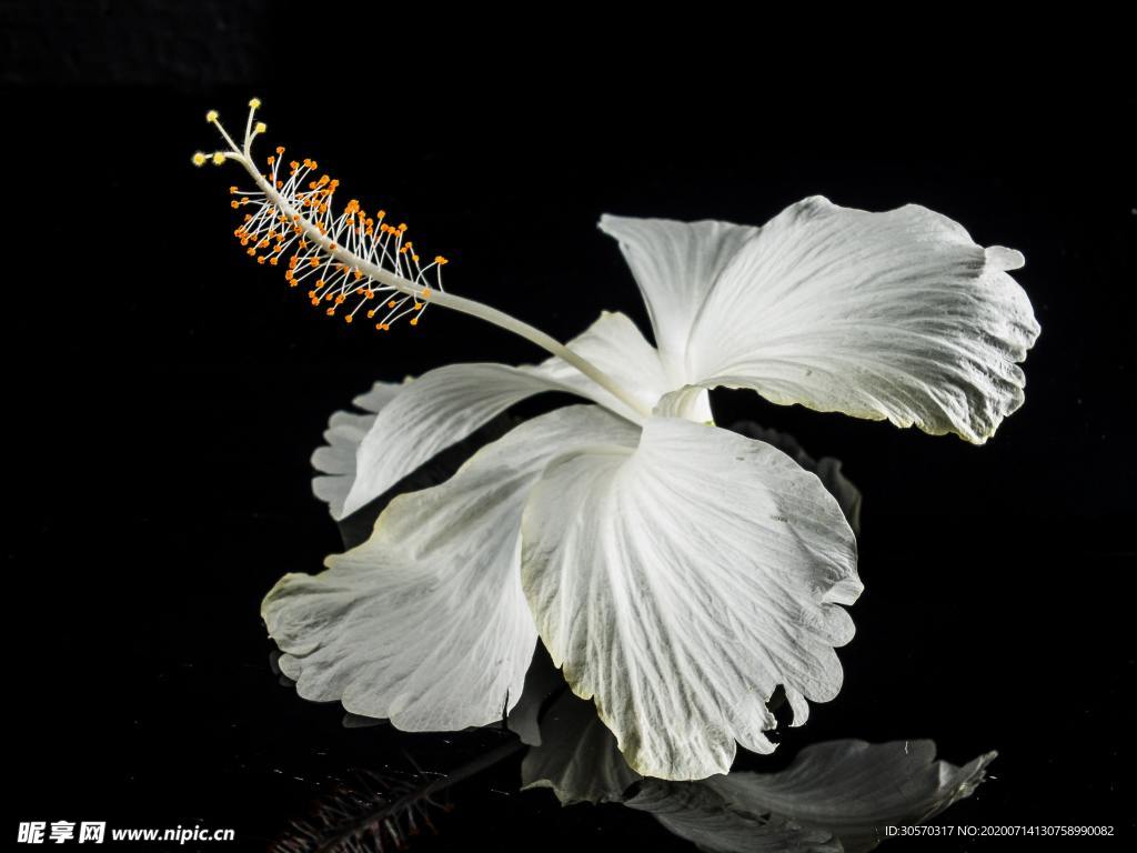 鲜花
