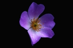 鲜花