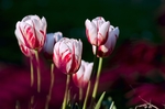 鲜花