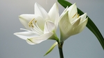 鲜花