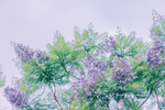 鲜花