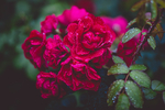 鲜花