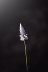 鲜花
