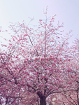 鲜花