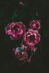 鲜花