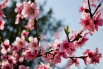 鲜花