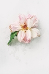 鲜花