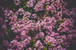 鲜花