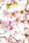 鲜花