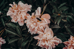 鲜花