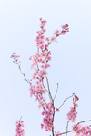 鲜花