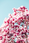 鲜花