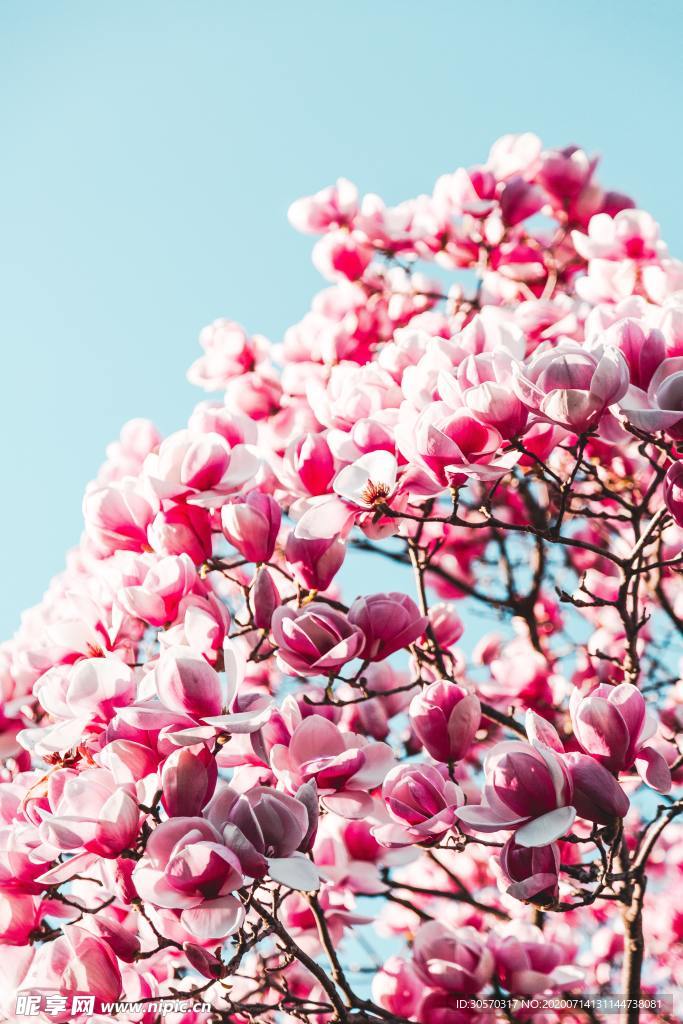 鲜花