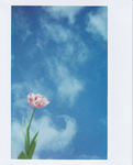 鲜花