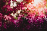 鲜花