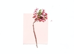 鲜花