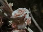 鲜花