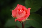 鲜花