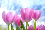 鲜花