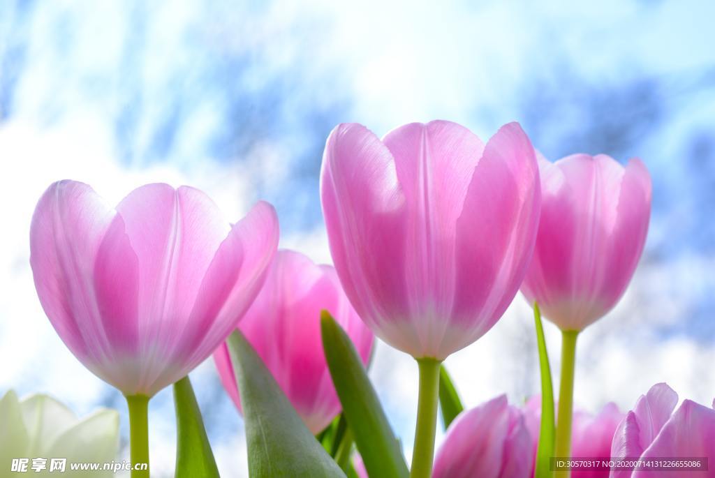 鲜花