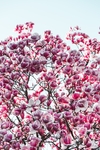 鲜花