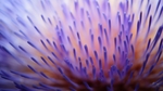 鲜花