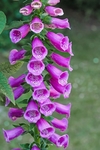 鲜花