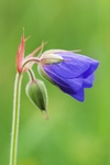 鲜花