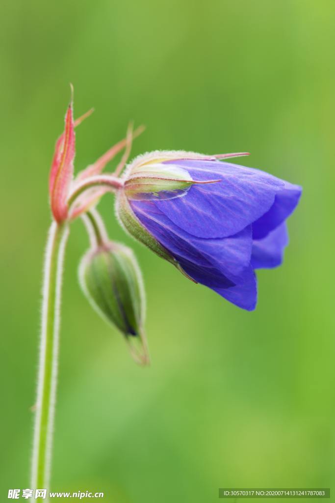 鲜花