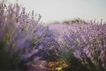 鲜花
