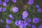 鲜花