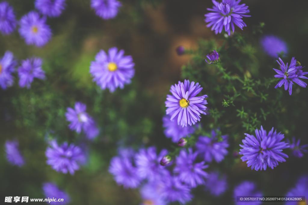鲜花