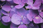 鲜花