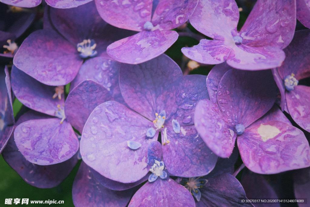鲜花