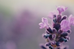 鲜花