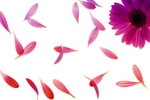 鲜花